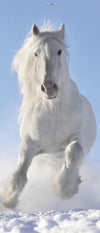 door billboard motif WHITE HORSE IN SNOW